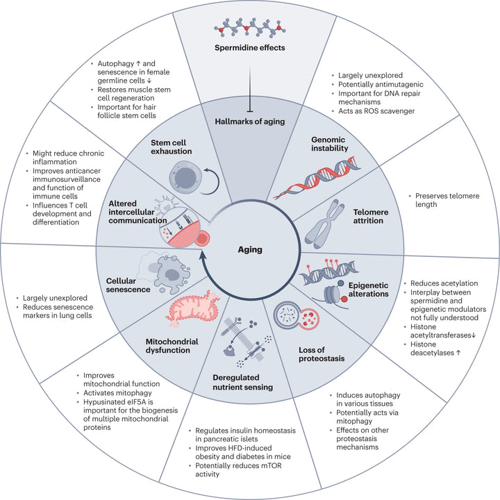 Spermidine-Induced Autophagy: Unlocking the Secrets to Geroprotection