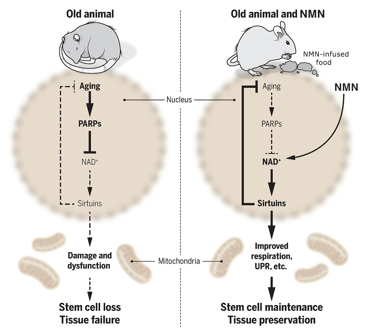 Nutriop Longevity® PURE-NMN Nicotinamide Mononucleotide Extreme Potency sublingual powder -15 grams